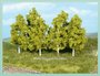 6 Berkenbomen
